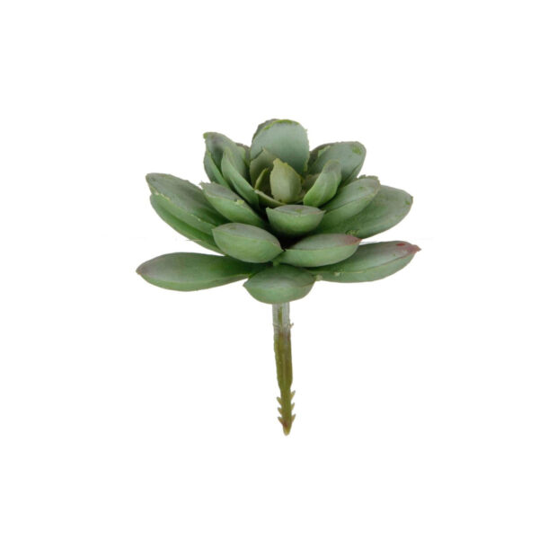 Art.1788 Cactus Chico Sin Maceta 6cm 1pz