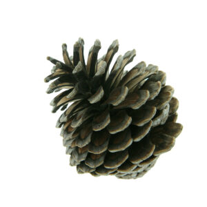 Art.6800 Bolsa Piñitas Naturales 8cm (Aprox) 6pz