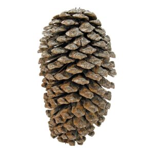 Art.6826 Bolsa Piñitas Naturales 10cm (Aprox) 2pz