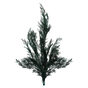 Art.8646 Ramo De Pino 55cm (Aprox) 1pz